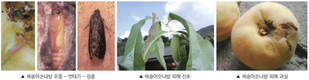 과실 속 조직 갉아먹어 경제적인 피해 가장 큰 복숭아순나방