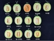 멜론, 수경 재배로도 수출 규격에 알맞고 품질 우수한 것으로 나타나