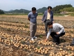 aT, 양파 수출 확대를 위한 현장 점검