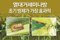 열대거세미나방, 초기에 방제하는 것이 가장 효과적