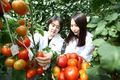 과일과 채소, 두 가지 특성을 갖춘 토마토