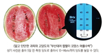 부산 ‘대저 짭짤이 토마토’의 뒤를 이을 작물은?