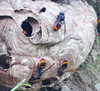 서식지의 환경상태를 가장 잘 나타내는 농경지 지표생물 기후변화를 감시하다