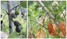 농촌진흥청, 경기 용인 배 과수원서 과수화상병 발생 확진