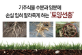 기주식물 수분과 양분에 손실 입혀 말라죽게 하는 ‘토양선충’
