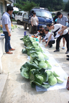 국산 양배추 보급위한, GSP 양배추 품종평가회 평창서 진행