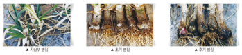 흑색썩음균핵병, 발생초기 피해 식물체 제거해야