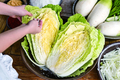 치솟는 배추값, 꼼짝마라