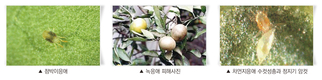 겨울철 시설재배, 방해꾼 ‘응애’ 철벽방어하기