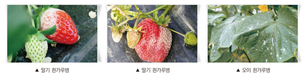 과습조건보다 건조조건하에서 발병 심해지는 ‘흰가루병’