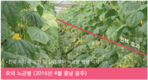 원예 노균병도 이제는 저항성 관리시대!