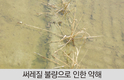 국내 논잡초 제초제 9년 연속 점유율 1위