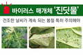 바이러스 매개체 ‘진딧물’