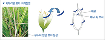 ‘올바른 볍씨 소독’, 벼 키다리병 막는 열쇠