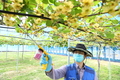 국립원예특작과학원, 키위(참다래) 인공수분 작업
