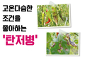 고온다습한 조건을 좋아하는 ‘탄저병’