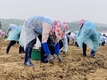 농협케미컬, 코로나19 극복 위한 농촌 일손돕기 실시