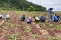 전남농업기술원, 영농철 농촌일손 돕기 나서