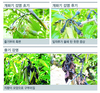 농촌진흥청, 충주 지역 과수화상병 확산방지 총력 대응