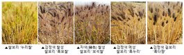 보리타작하는 날, 망종(芒種) 우리 보리로 즐겨요