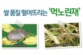 쌀 품질 떨어뜨리는 ‘먹노린재’ 7월 초순 발생최성기