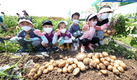 하지(夏至) 감자 캐고, 추억도 쌓고