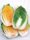 팜한농 ‘맛있는 가을베타’, 베타카로틴 함량 높은 기능성 배추