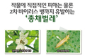 작물에 직접적인 피해는 물론 2차 바이러스 병까지 유발하는 ‘총채벌레’