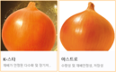 농우바이오, 8월 추천 양파품종