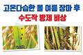 고온다습한 올 여름 장마 후 수도작 방제 비상