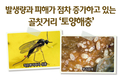 발생량과 피해가 점차 증가하고 있는 골칫거리 ‘토양해충’