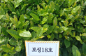 전남농업기술원, 차나무 신품종 ‘진녹’ 통상실시