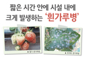 짧은 시간 안에 시설 내에 크게 발생하는 ‘흰가루병’