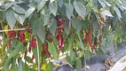 탄저병 저항성 고추, 전체 면적의 15%까지 늘어