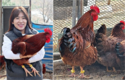 유라이크코리아, 세계 최초 '닭'(鷄) 전용 가축 헬스케어 서비스 개발 성공