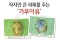 작지만 큰 피해를 주는 ‘가루이류’