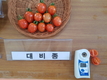 2021년 농우바이오 신품종, ‘더하드’ 토마토