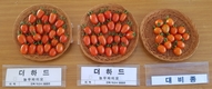 2021년 농우바이오 신품종, ‘더하드’ 토마토