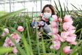 국산 심비디움(난) 새 품종 육성