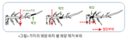 사과․배나무 가지치기, 이것만은 알아 두세요