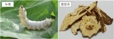 ‘홍잠·참당귀 복합제’ 산업화 기반 구축