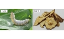 ‘홍잠·참당귀 복합제’ 산업화 기반 구축