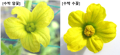 겨울철 수박 생장 ‘온도’와 ‘토양 물 관리’ 필수