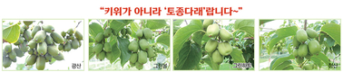 ‘토종다래’ 물 관리와 시비관리가 일 년 농사 결정
