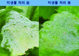 농업에서 유용한 미생물로 맹활약 중인 ‘바실러스’