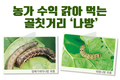 농가 수익 갉아 먹는 골칫거리 ‘나방’