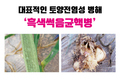 대표적인 토양전염성 병해 ‘흑색썩음균핵병’