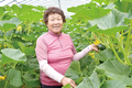아시아종묘, 국산 단호박 품종 ‘만왕’·‘미니강1호’