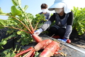 안토시아닌 함량이 풍부한 기능성 무