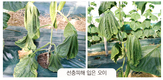 시설오이재배의 가장 큰 문제점